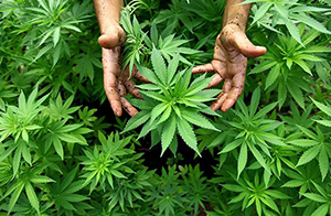 大麻煙霧和四氫大麻酚（THC）正式列入加州65管控物質清單